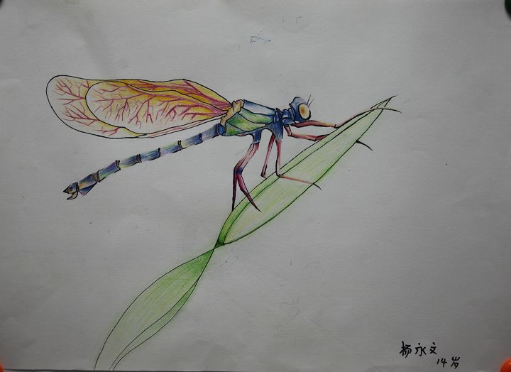 彩铅画《芦苇上的蜻蜓》